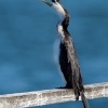 Kormoran cernobily - Microcarbo melanoleucos - Little Pied Cormorant o3752
